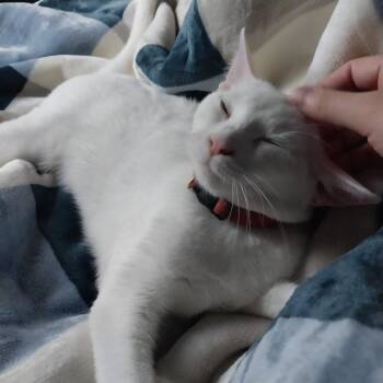 Domestic Short Hair Cats Available for Adoption - Purscilla | PetCurious