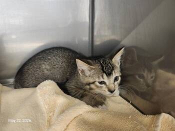 ANGELICA* -  Domestic Short Hair Cat Available for Adoption in Santa Cruz, California - ANGELICA* | PetCurious