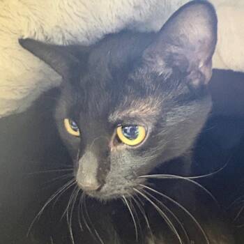 Domestic Short Hair Cats Available for Adoption in Morristown, Vermont - Minerva | PetCurious