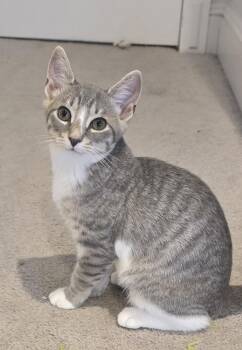 Chicky -  Domestic Short Hair Cat for Adoption in Franklin Township, New Jersey - Chicky | PetCurious