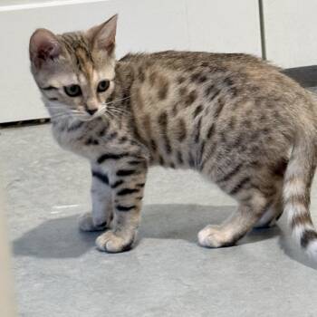 Cayenne -  Bengal Cat for Adoption in Hartford, Kentucky - Cayenne | PetCurious