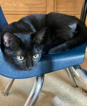 Ham aka Hammie -  Domestic Short Hair Cat for Adoption in Austin, Texas - Ham Aka Hammie | PetCurious