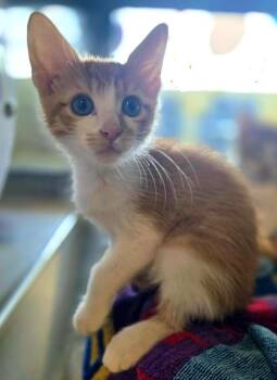 Sebastian -  Domestic Short Hair Cat for Adoption in Bossier City, Louisiana - Sebastian | PetCurious