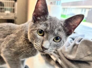Kendrick -  Domestic Short Hair Cat for Adoption in Powell, Ohio - Kendrick | PetCurious