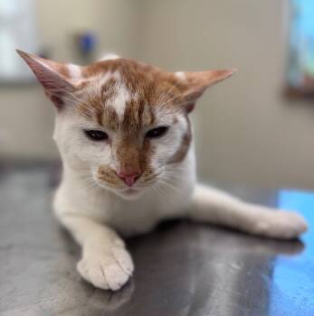 Rescue Domestic Short Hair Cats for Adoption in Disputanta, Virginia - Thunder Paw | PetCurious