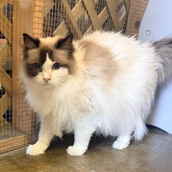 Izzy -  Ragdoll Cat for Adoption in Corinth, Mississippi - Izzy | PetCurious