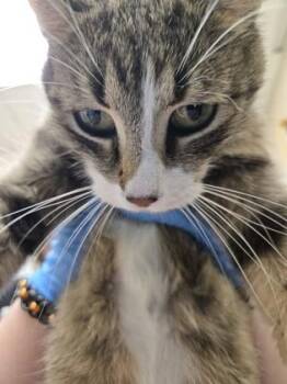 Jill -  Domestic Short Hair Cat for Adoption in Westland, Michigan - Jill | PetCurious