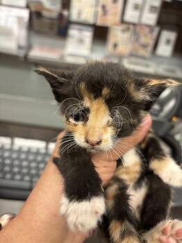 Rescue Domestic Short Hair Cats for Adoption in Stockton, California - PIXIE | PetCurious