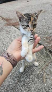 Penny -  Domestic Short Hair Cat for Adoption in The Woodlands, Texas - Penny | PetCurious