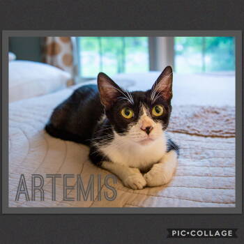 Rescue Domestic Short Hair Cats for Adoption in Jeffersontown, Kentucky - Artemis | PetCurious