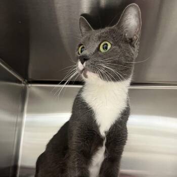 Domestic Short Hair Cats Available for Adoption - Estrella | PetCurious