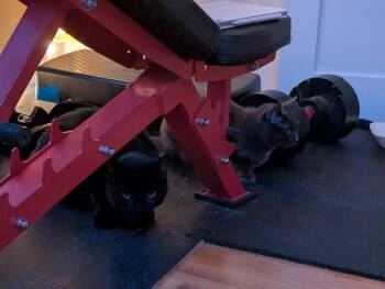 Domestic Short Hair Cats Available for Adoption - Myers | PetCurious