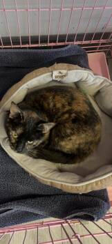 Tortoiseshell and Domestic Short Hair Cats Available for Adoption - Crystal | PetCurious