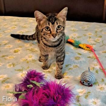 Flora -  Domestic Short Hair Cat for Adoption in Groveland, Massachusetts - Flora | PetCurious