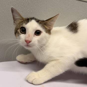 Flower -  Domestic Short Hair Cat for Adoption in Tampa, Florida - Flower | PetCurious