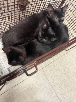 Domestic Long Hair Cats Available for Adoption in Sorrento, Louisiana - 26-0549C | PetCurious