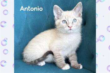 Siamese Cats Available for Adoption in Tustin, California - ANTONIO | PetCurious