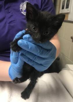 A428123 -  Domestic Short Hair Cat for Adoption in Conroe, Texas - A428123 | PetCurious