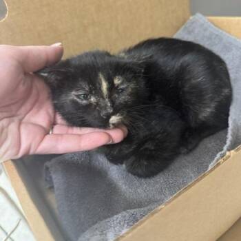 Grape -  Domestic Short Hair Cat for Adoption - Grape | PetCurious