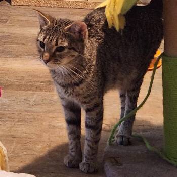 Felicity -  Domestic Short Hair Cat for Adoption in Fairfax Station, Virginia - Felicity | PetCurious