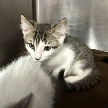 FOX -  Domestic Short Hair Cat for Adoption in Rancho Cucamonga, California - FOX | PetCurious