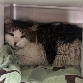 Domestic Medium Hair Cats Available for Adoption in Cedaredge, Colorado - Biscuit | PetCurious