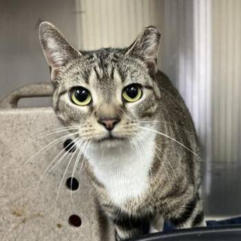 Domestic Short Hair Cats Available for Adoption - Swiss | PetCurious