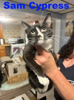 Rescue Domestic Short Hair Cats for Adoption in Westbury, New York - Sam Cypress | PetCurious