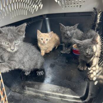 Domestic Short Hair Cats Available for Adoption in Lake Jackson, Texas - Franklin | PetCurious