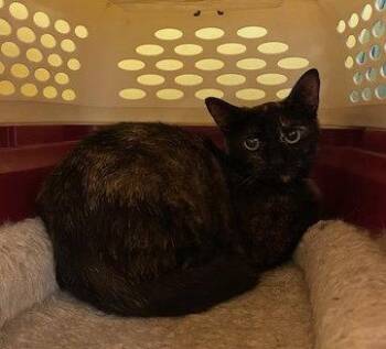 Argi -  Domestic Short Hair Cat for Adoption in Escondido, California - Argi | PetCurious