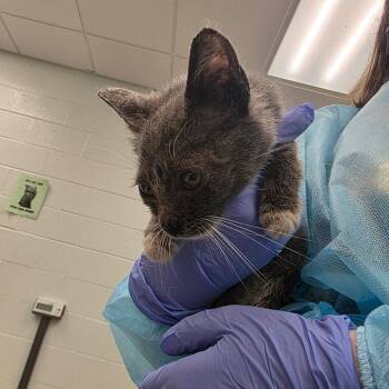 Humpty -  Domestic Short Hair Cat for Adoption in Chattanooga, Tennessee - Humpty | PetCurious