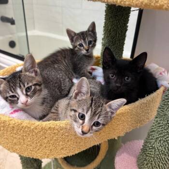 Winston -  Domestic Short Hair Cat for Adoption in Fort Lauderdale, Florida - Winston | PetCurious