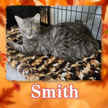 SMITH -  Domestic Short Hair Cat for Adoption in Southbury, Connecticut - SMITH | PetCurious