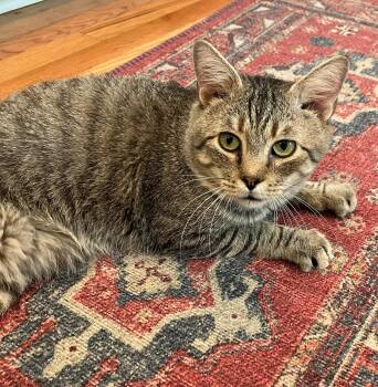 Louie -  Tabby Cat for Adoption in Mount Pleasant, South Carolina - Louie | PetCurious