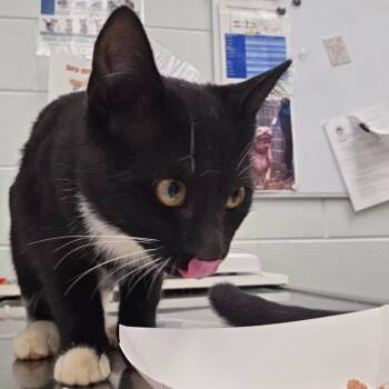 Stove -  Domestic Short Hair Cat for Adoption in Chattanooga, Tennessee - Stove | PetCurious