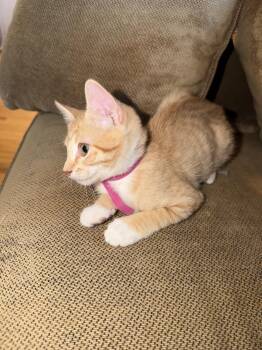 Monica ( EE) -  Tabby Cat for Adoption in Vallejo, California - Monica ( EE) | PetCurious