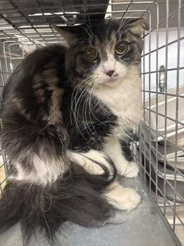 HERRA -  Domestic Long Hair Cat for Adoption in Las Vegas, Nevada - HERRA | PetCurious