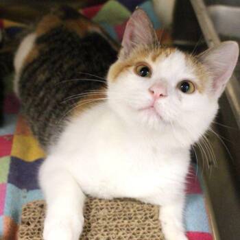 Beretta -  Domestic Short Hair Cat for Adoption in Des Moines, Iowa - Beretta | PetCurious