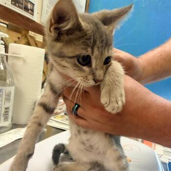 Murphy -  Domestic Short Hair Cat for Adoption in Corinth, Mississippi - Murphy | PetCurious