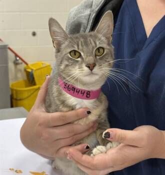 Domestic Short Hair Cats Available for Adoption - QUEENIE | PetCurious