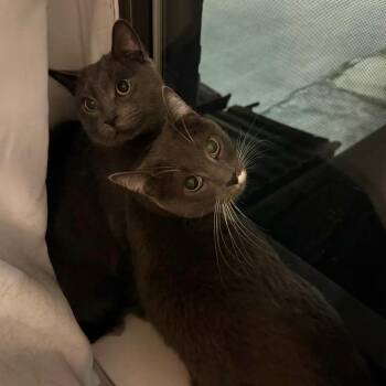 Bill -  Domestic Short Hair Cat for Adoption in Evanston, Illinois - Bill | PetCurious