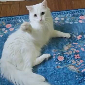 Domestic Medium Hair Cats Available for Adoption in Sunnyvale, California - Angel | PetCurious