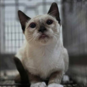 Rescue Domestic Short Hair Cats for Adoption in Fort Collins, Colorado - Bo Peep | PetCurious