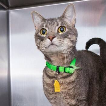 Domestic Short Hair Cats Available for Adoption in St. Louis, Missouri - NELLY | PetCurious