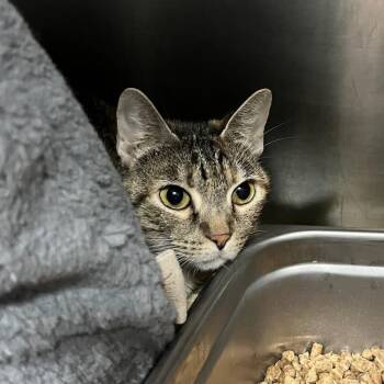 Amber Gemstone -  Domestic Short Hair Cat Available for Adoption in Houston, Texas - Amber Gemstone | PetCurious