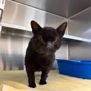 Bear -  Domestic Short Hair Cat for Adoption in Sarasota, Florida - Bear | PetCurious