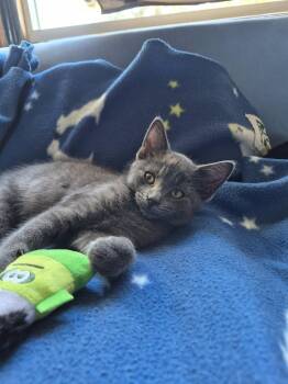 C344 Litter Miracle -  Domestic Short Hair Cat for Adoption in Livonia, Michigan - C344 Litter Miracle | PetCurious