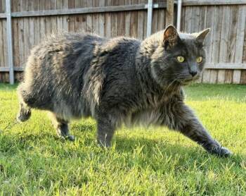 Domestic Medium Hair and Russian Blue Cats Available for Adoption - King Louie | PetCurious