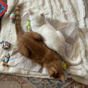Bean -  Domestic Short Hair Cat for Adoption in Gibsonia, Pennsylvania - Bean | PetCurious