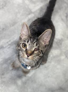 Rescue Domestic Short Hair Cats for Adoption in Grand Rapids, Michigan - Chulo (part Of A Bonded Trio) | PetCurious